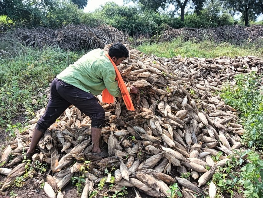 जिल्हाधिकारी आणि तहसीलदार गुंतले पैठण तालुक्यात महसूल अधिकारी निवडणुकीत पीक पंचनामे करणार कोण?
